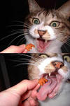 cat.jpg