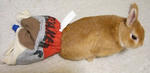 CIMG9306.JPG