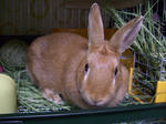 CIMG0909.JPG