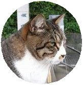 neko-maru2.jpg