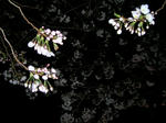 2010_0331_182245-DSCN8577.JPG