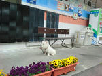 2011_0430_124904-CIMG8109.JPG