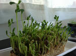 2011_0519_151551-CIMG8264.JPG