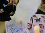 2011_0716_110947-CIMG8537.JPG