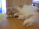 2011_0716_134036-CIMG8579.JPG