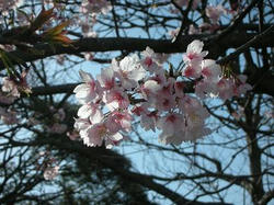 鎌倉の桜