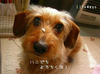 よろしくなの