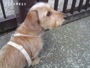 いないねぇ・・