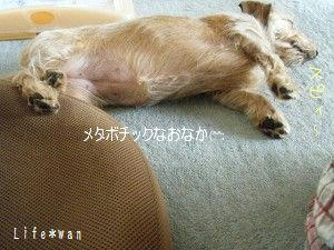 デプっとしたおなかですの