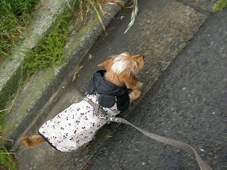 ハニ
