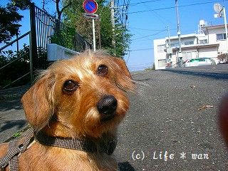 ハニ