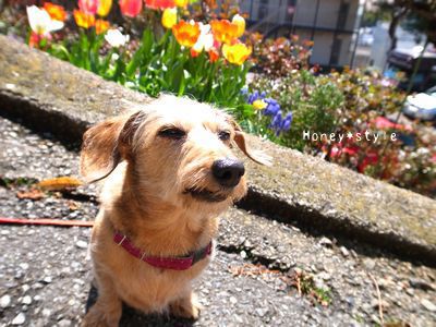 まぶしいのでつ