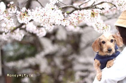 ハニと桜