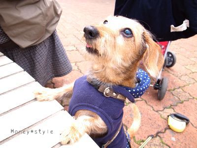 ポテトほしい～