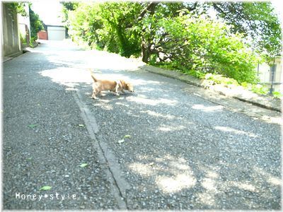 なんか落ちてないかなー