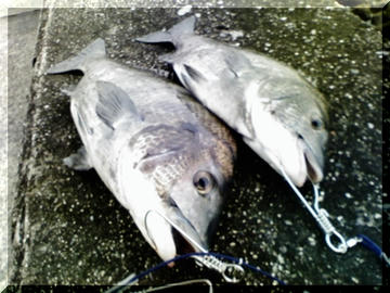 0709242.jpg