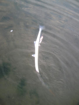080706003.JPG