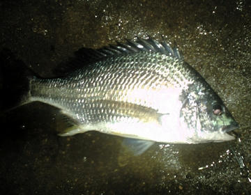 080706006.JPG