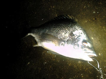 080706008.JPG