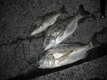 DSCN0003.jpg