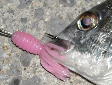 88150171.jpg