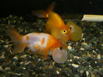 金魚
