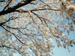 sakura02.jpg