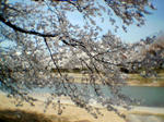 sakukra03.jpg