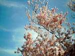 sakura05.jpg