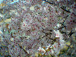 sakura06.jpg