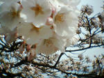 20120415sakura2.jpg