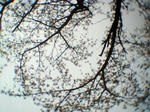 20120415sakura4.jpg