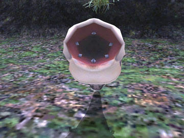 puni01.jpg