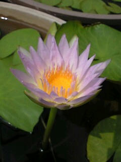 PA0_0060.JPG