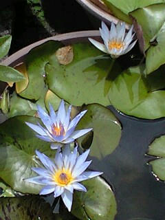 PA0_0015.JPG