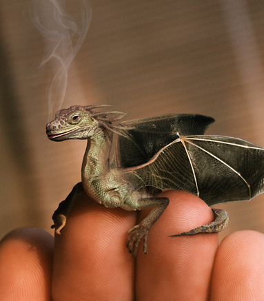 dragon-baby.png