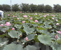 NEC_0504.JPG