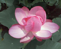 NEC_0505.JPG