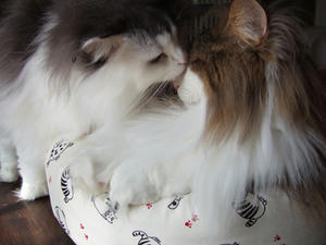 DSCF7152_edited-1.jpg