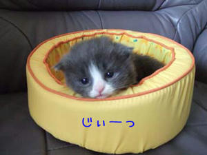 babypuku.jpg