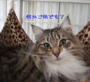 DSCF7757_edited-1.jpg
