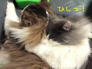 DSCF8141_edited-1.jpg