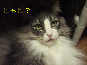 DSCF8315_edited-1.jpg