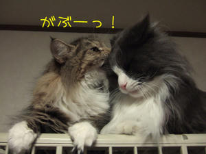 DSCF8363_edited-1.jpg