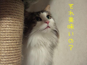 DSCF8384_edited-1.jpg