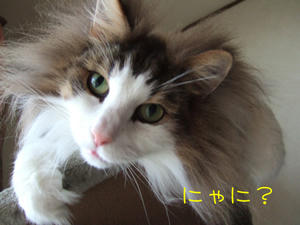 DSCF8856_edited-1.jpg