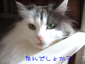 DSCF9006_edited-1.jpg