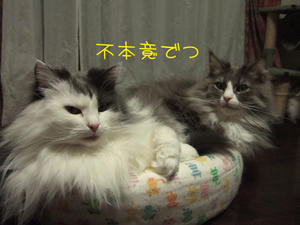 DSCF0010_edited-1.jpg