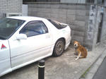 wanko0