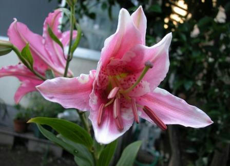 花ユリ